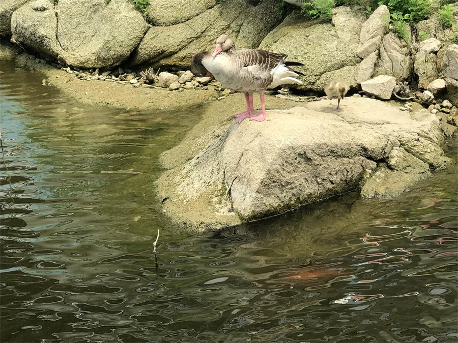 天鵝湖風(fēng)景區(qū)（泰山）速覽！(圖15)